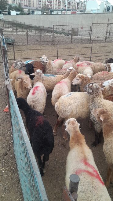 Qoyunlar, qoçlar: Erkək, il: 8, 55 kq, Damazlıq, Ünvandan götürmə — 2