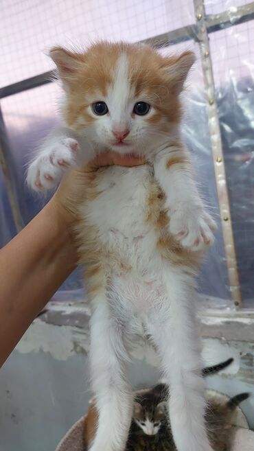 Pişiklər: Britan, Erkək, Dişi, Yaxşı əllərə, Ödənişli çatdırılma — 11