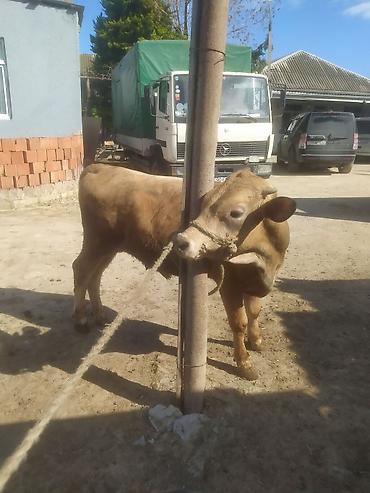 Inəklər, öküzlər: Inəklər, öküzlər — 7