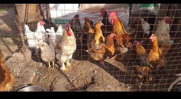 Птицы: Продаю кур и петухов с Луговое 
900с