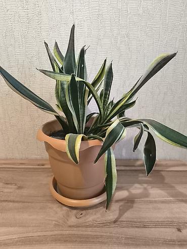xoruz otu bitkisi: Sansevieria (Qayın dilı) – bəzək otaq bitkisi, dekorativ rəngbərəng — 1