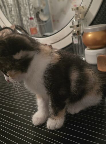 Pişiklər: Dişi, Yaxşı əllərə — 2