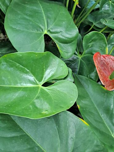 Vaze i saksije: Crassula Ovata, Drvo Novca, velika biljka sa prve, druge i trece je — 5