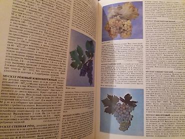 Ensiklopediyalar: Üzümcüluk inçiklopediyasi Rus dildə — 4