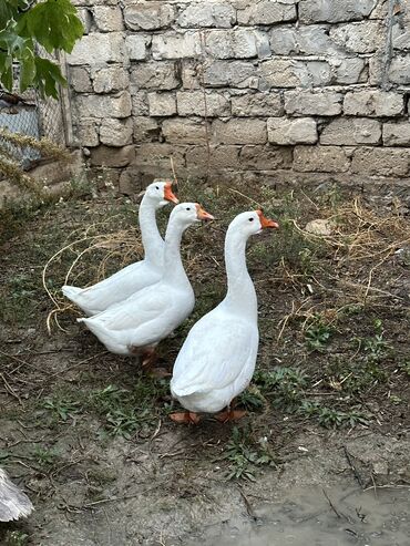 Qazlar: Dişi, | Linda, Damazlıq, Ünvandan götürmə