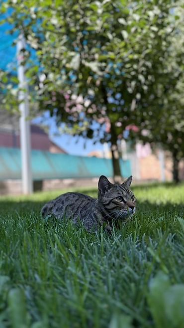 британский кошки: 🐾 Продаётся бенгальский котик 🐱 Продаётся бенгальский кот окраса — 2