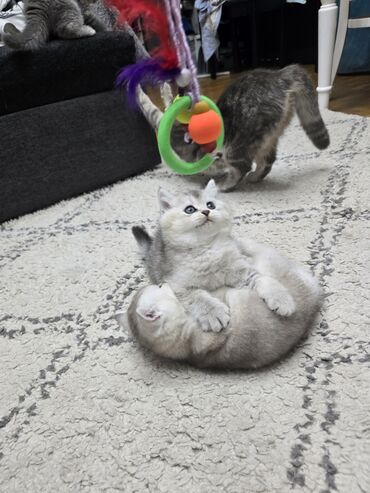 Pişiklər: Şotland, Ünvandan götürmə -da lalafo.az — 1 Pişiklər: Şotland, Ünvandan götürmə — 1