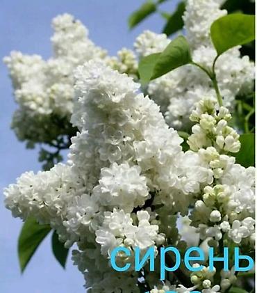 Другие виды семян и саженцев: Весна, самое время сажать. Продаю уличные и комнатные растения. Все at lalafo.kg — 35 Другие виды семян и саженцев: Весна, самое время сажать. Продаю уличные и комнатные растения. Все — 35