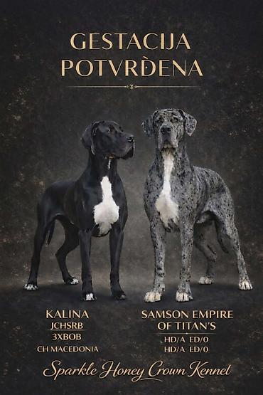 Psi: Dostupni stenci nemacke doge, rodjeni 09.03.2026. FCI registrovani — 4