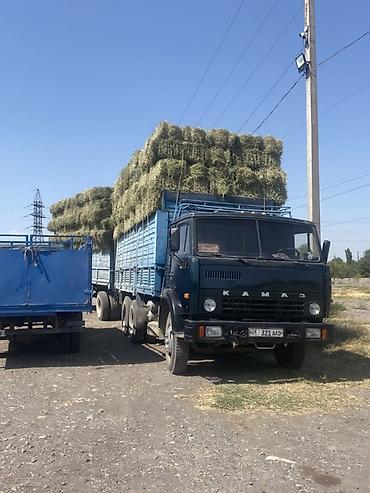 корм для собак бишкек цена: Клевер 3 укос 250 сом — 1