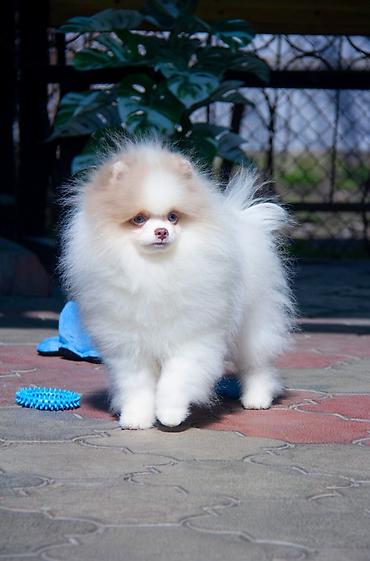 Продажа собак: Шпиц, 5 месяцев, Самец — 15