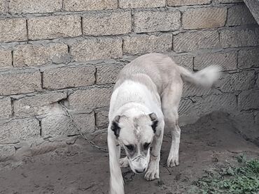 İtlər: Salam hamıya! çox sağlam və gözəl küçüklər satılır! 2 aylıg, erkək və — 12