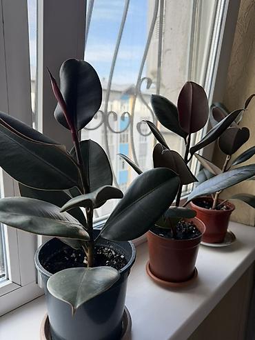 Фикустар: Фикусы эластика (Ficus elastica) в горшках - Вечнозелёные — 3