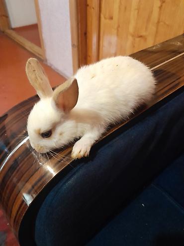 dovşan balaları: Ev dovşanları – balalar və ana dovşan Xüsusiyyətlər: - Ağ və — 3
