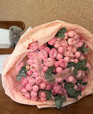 русская голубая кошка: Шотландский котёнок, окрас голубой (пепельно‑серый). Корпус — 2