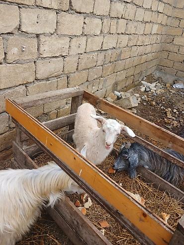 balaca dana: Goy keci 280 m bogazdi.Ag keci disi balasi ile 320 m.Unvan bineqedi — 3