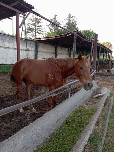 Лошади, кони: Продаю | Кобыла (самка) | Английская, Арабская | Для разведения, Конный спорт