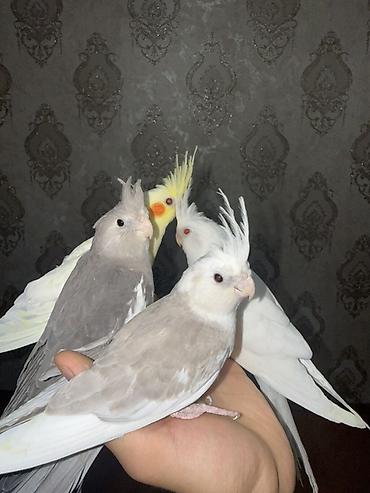 kirpi ne yeyir: Nymph (Cockatiel) papağanları – müxtəlif rəng mutasiyaları Təsvir: - — 2
