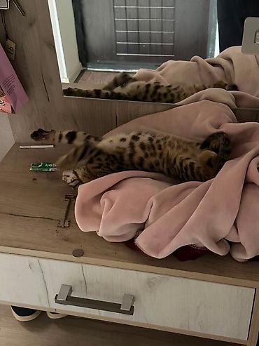 бенгальские коты: Котёнок с ярким пятнисто-полосатым окрасом (тип «леопардовый»/табби) — 10