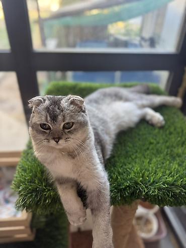 кошки свинкс: Шотландские кошки (Scottish Fold) серебристого окраса - Порода — 1