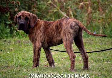 Psi: Štenci Presa Canario, ostenjeni 24.5.2023 godine. Kuba Kira je rođena — 14