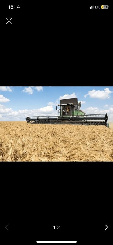 семена пшеница цена: Уруктар жана көчөттөр