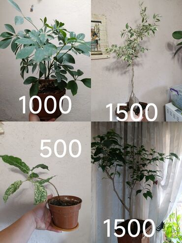 Фикусы: Комнатные растения в горшках 1) Шеффлера (Schefflera arboricola) —