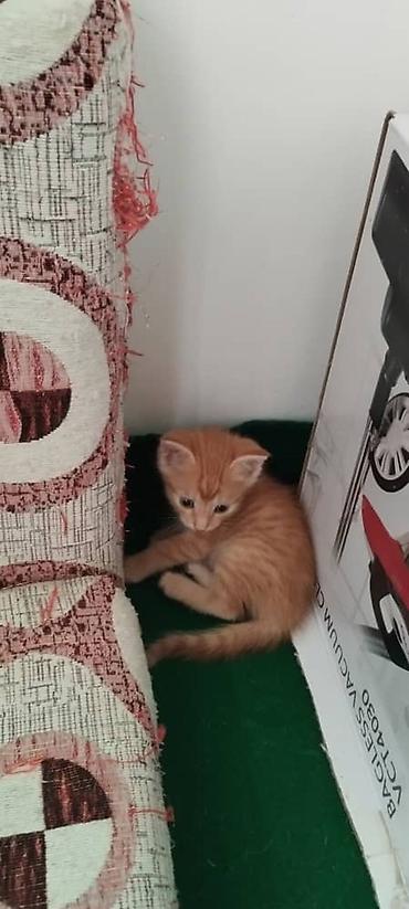 котят даром: Отдам в добрые руки двух котят. - Окрас: один рыжий с полосками — 2
