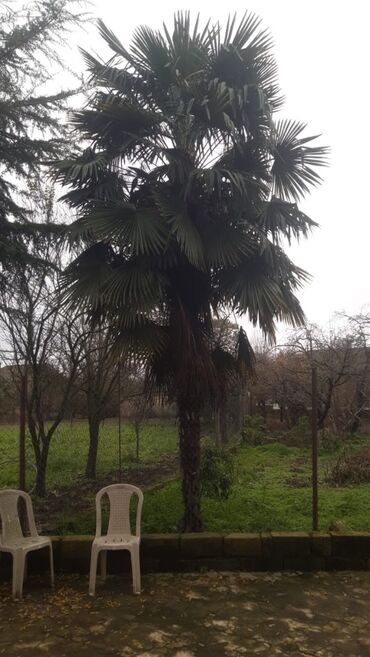 Otaq bitkiləri: Palma agaci 6-8 illik. Hundurluyu 6-8 metr. Agaclar Lenkeran