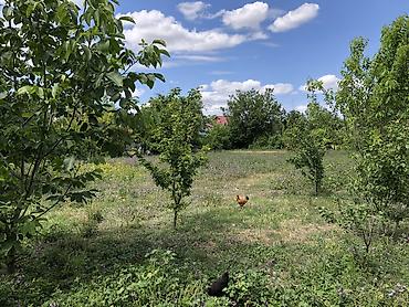 əmlak az ismayıllı: 10 sot, Tikinti, Mülkiyyətçi, Kupça (Çıxarış) — 6