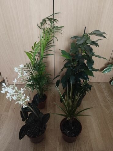 Ostale kućne biljke: Paket biljaka