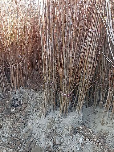 Виноград: Саженцы оптом и в розницу г.Бишкек доставка по городу Все виды — 22