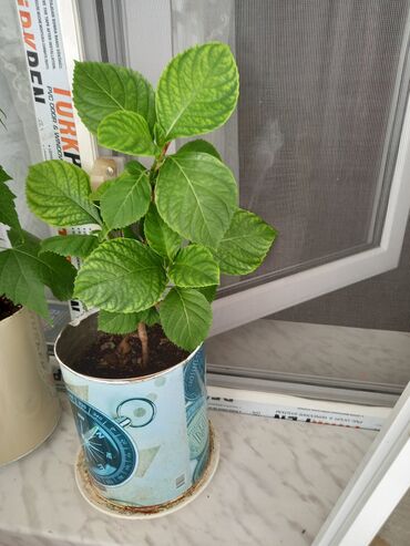 Otaq bitkiləri: 6-7azn aralığında dibçək gülləri satılır — 3