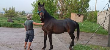 Лошади, кони: Продаю | Жеребец | Английская