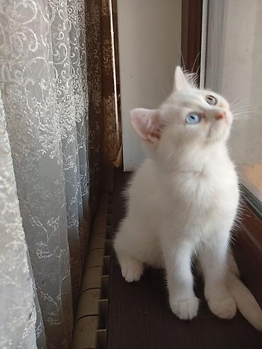 Животные: Ağ tüklü, mavi gözlü pişik balası. Xüsusiyyətlər: - Rəng: tam ağ — 2