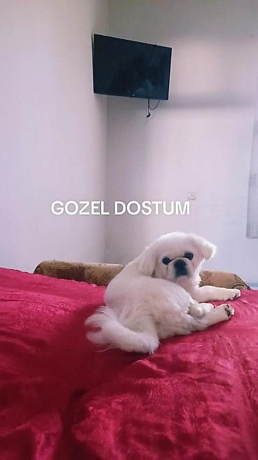 it husky: Pekines, Peyvəndli — 2
