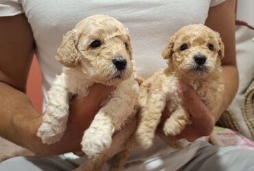 Psi: Pudle – štenad mini tipa Opis: - Preslatka legla pudli sa kovrdžavom — 8