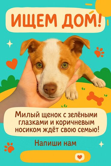 охотничья собака: Собака даром: 3 месяца, Самка, С прививкой