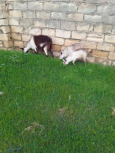 hələp kecisi: 2sanen 1 Hələb keçisi yanında 6 bala var 6sida gelenden — 3
