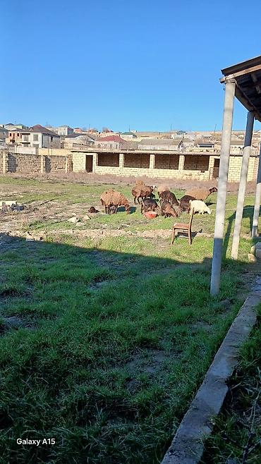 Torpaq sahələrinin satışı: Tikinti — 3