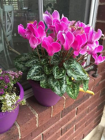 Фиалки и глоксинии: Продаю только оптом цветы из Узбекистана.глоксинии фикусы — 29