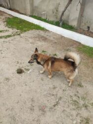 İtlər: Zvonok, 1 il, Erkek — 6