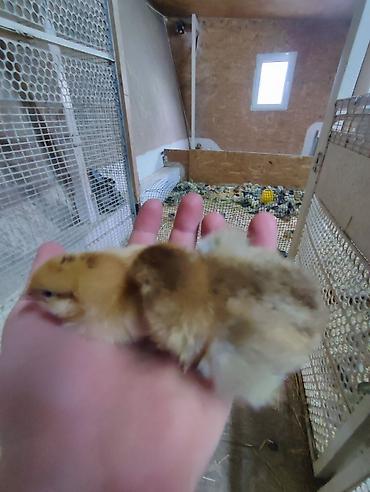 Куры, петухи: Продаю | Цыплята | Кучинская | Для разведения — 6