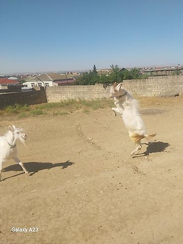 hələp kecisi: Məhsul: Ağ rəngli keçilər (2 baş) Təsvir: - Şəkillərdə görünən ağ — 6