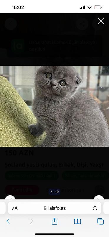 Pişiklər: Boz tüklü balaca pişiklər - Qısa tüklü, yeknəfəsliklə boz (mavi) — 8