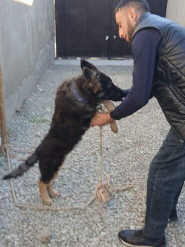 вольер для той терьера: Немецкая овчарка, 4 месяца, Самец, Самовывоз