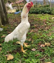 cex qus: Alman O Shamo 3 İllik Xoruz.Damazlıq Kimi Satıram.BARTER YOXDUR.Çəkisi