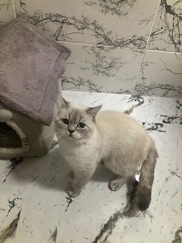 Pişiklər: Britan — 5