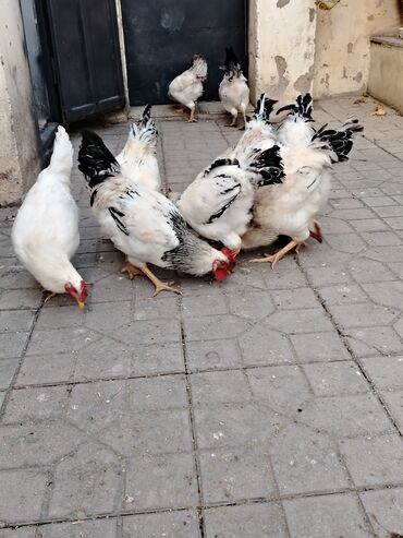 Xoruzlar: 10 ədəddir tam sağlam həyət heyvanlarıdi 8 ayligdilar diri çəkisi 2 — 9