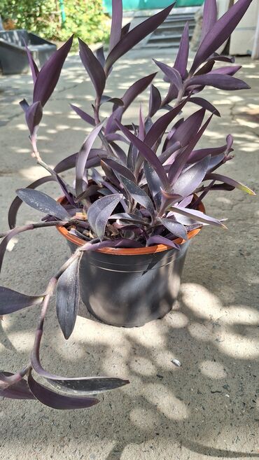 юв феникс пеларгония: Фиолетовая традесканция (Tradescantia pallida ‘Purpurea’, пурпурный